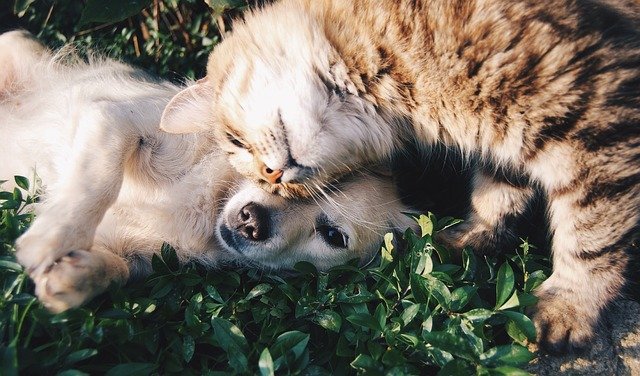 Chat et chien